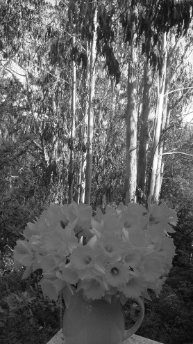 bw daffs 1 postgutenberg@gmail.com