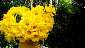 daffs COLOUR postgutenberg@gmail.com