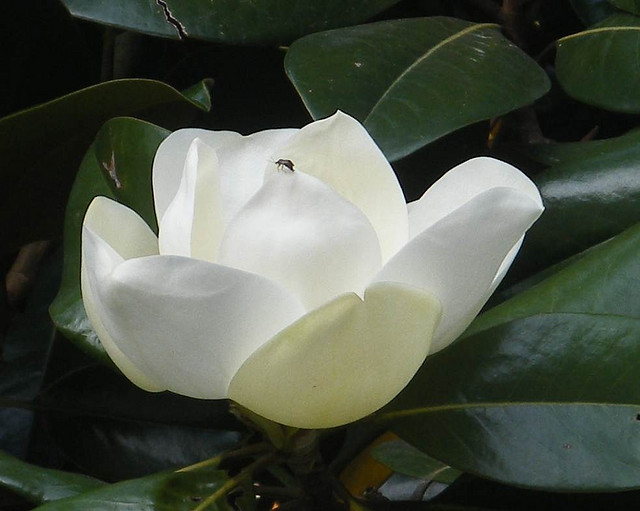 Magnolia grandiflora -- Photograph by MIL22