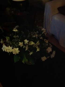 christmas -- starburst, s focus postgutenberg@gmail.com