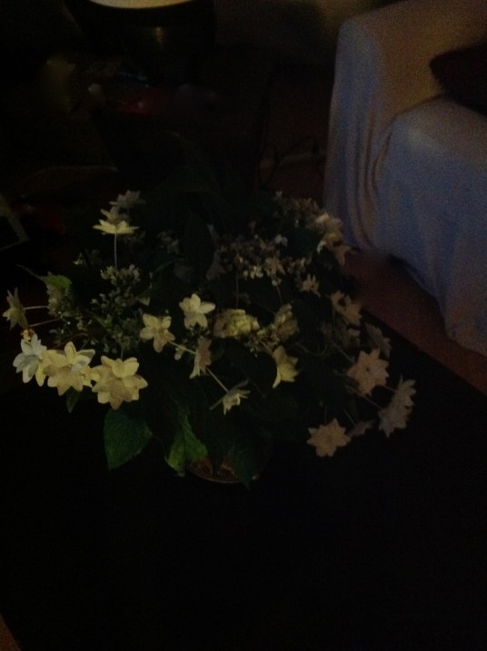 christmas -- starburst, s focus postgutenberg@gmail.com