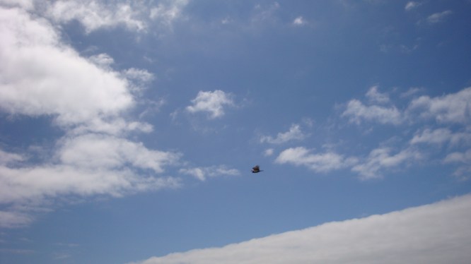 hawk -- photograph by postgutenberg@gmail.com