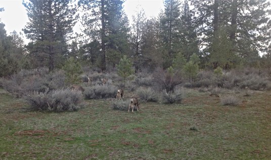 Spring in two worlds: clueless about modelling, March 2013