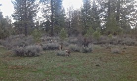 Spring in two worlds: clueless about modelling, March 2013