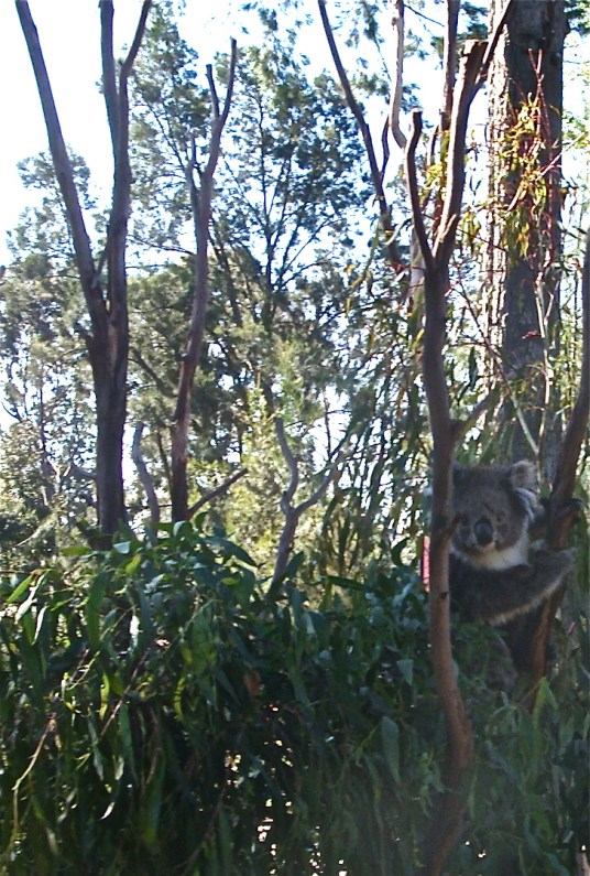 Spring in two worlds: natural model, November 2012