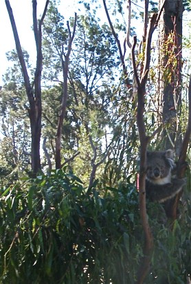 Spring in two worlds: natural model, November 2012