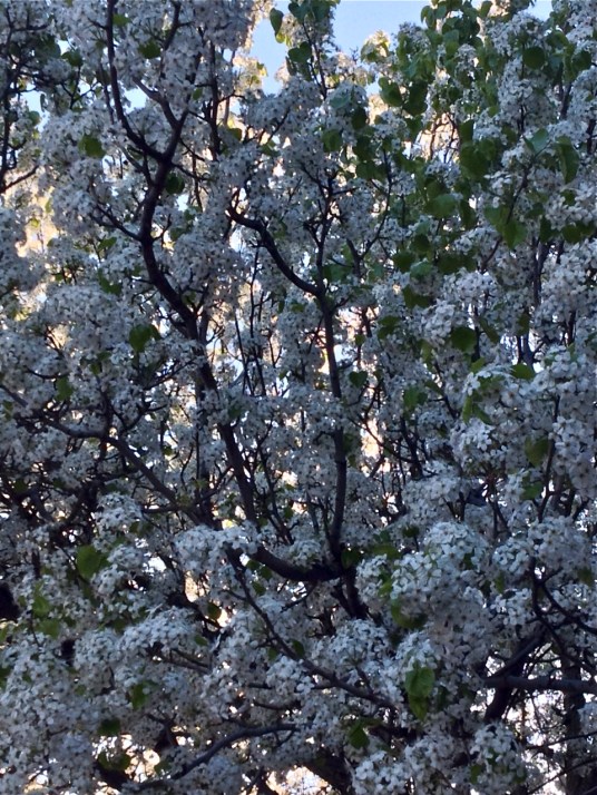 pear blossoms bark green leaves -photograph by postgutenberg[at]gmail.com