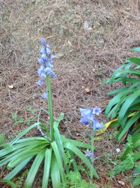 bluebell in needles