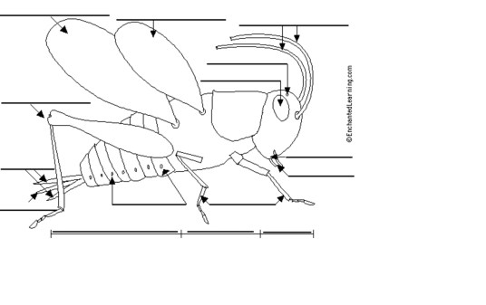 enchantedlearning.com