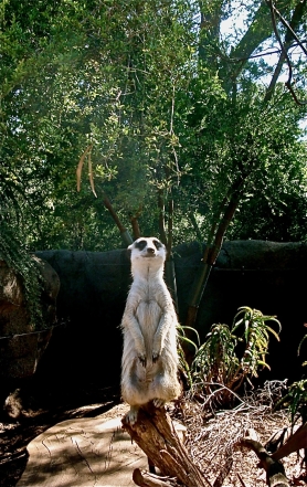 Meerkat to the Eye: ‘You surely don't mean, me?’ - postgutenberg [at] gmail.com 