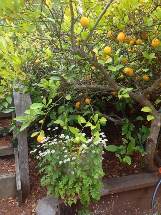 Citrus 2 - photograph: ostgutenberg[at]gmail.com