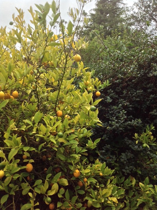 Citrus 1 - photograph: postgutnberg[at]gmail.com