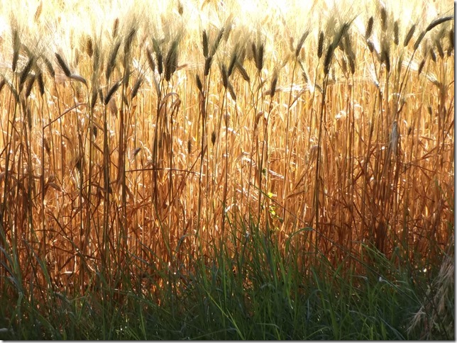 Campi do Grano 3 - photograph: MIL22