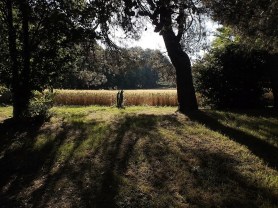 Campi di Grano 1 -  photograph: MIL22