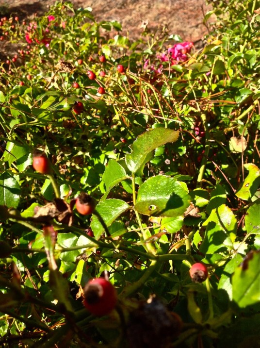 Roses setting seeds in a drought (part 2 of a story in pictures)