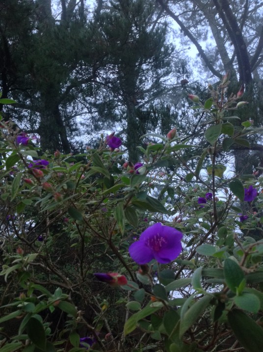 mist purple + digger pine.jpg postgutenberg@gmail.com