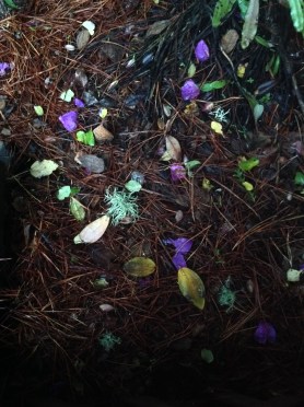 moss leaves.jpg postgutenberg@gmail.com