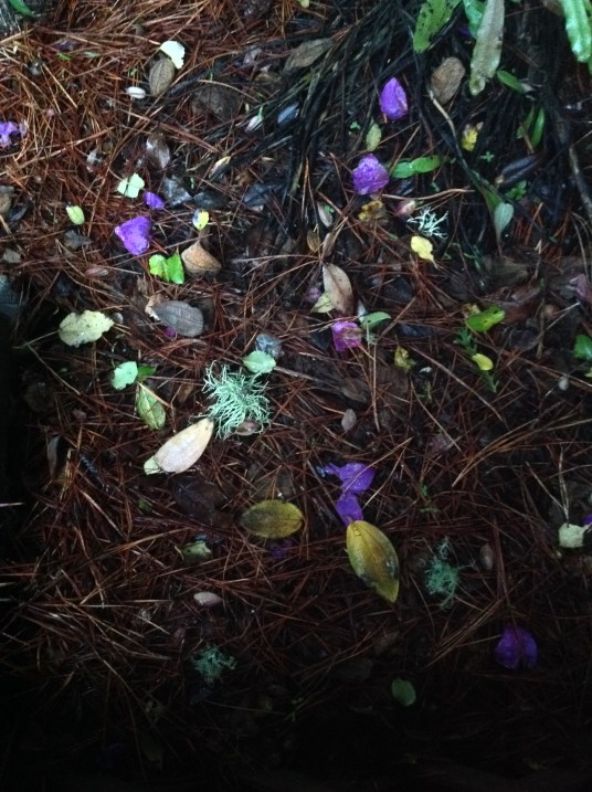 moss leaves.jpg postgutenberg@gmail.com