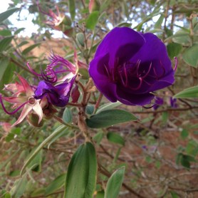 purple opening next to shattered blossom IMG_5299