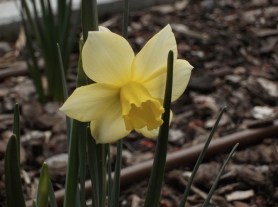 - 'First daffodil of 2015' - photograph by MIL22