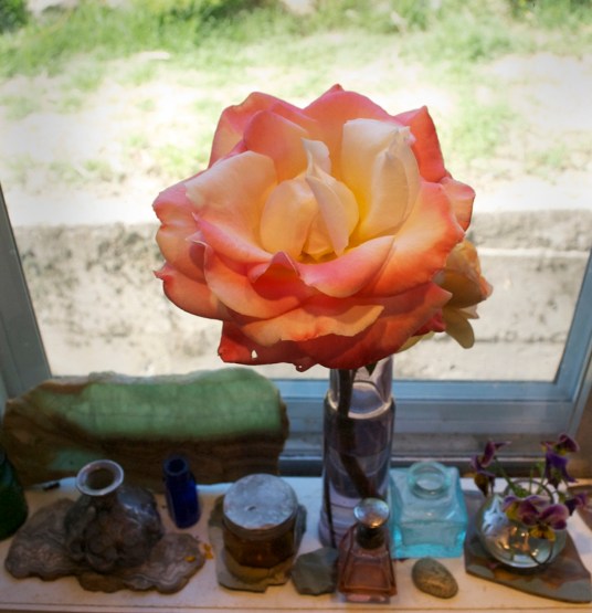 Lucinda's rose LARGER June 2015 IMG_7530