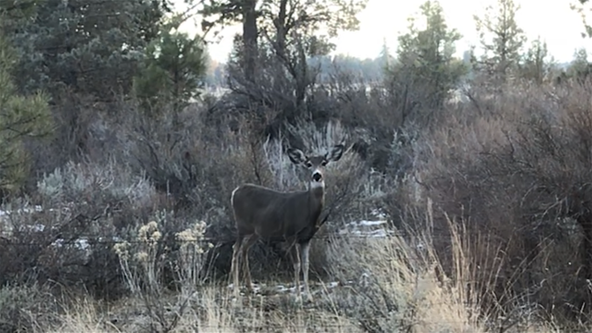 surprised deer FINAL