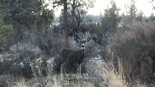 surprised deer FINAL