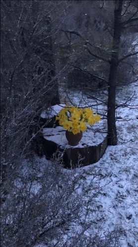 Daffodils at dusk SC postgutenberg@gmail.com