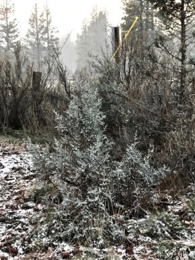 Juniper sapling in the mist SC postgutenberg@gmail.com