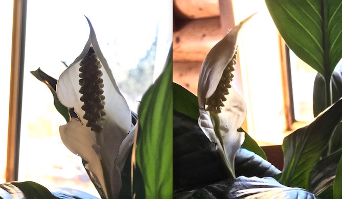 Lily -2 - postgutenberg@gmail.com SC