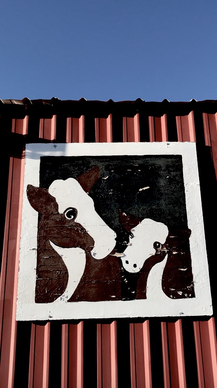 silly moos LESS SC postgutenberg@gmail.com.jpg