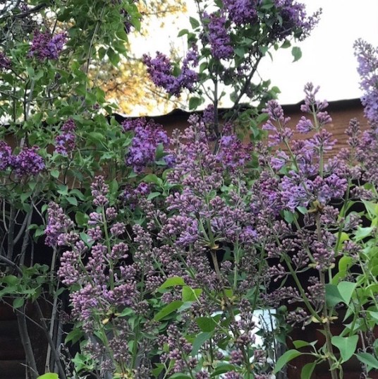 lilacs blooming 10 may 2018 SC postgutenberg@gmail.com