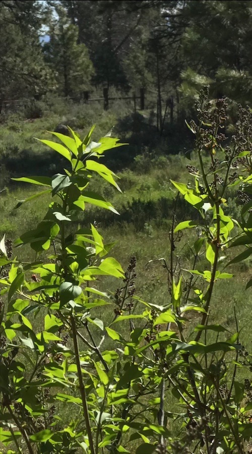 lilacs green gold 6 may 2018 SC postgutenberg@gmail.com