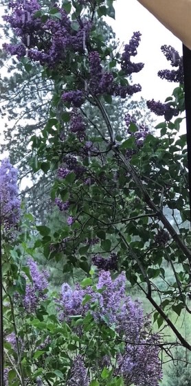 lilacs in bloom in thunderstorm 15 may 2018 SC postgutnberg@gmail.com