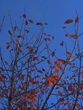 autumn leaves (2) 2018 postgutenberg@gmail.com