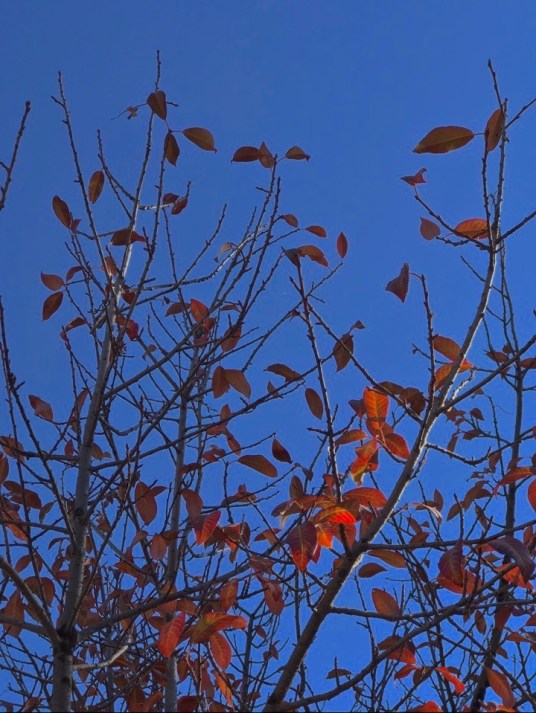 autumn leaves (2) 2018 postgutenberg@gmail.com