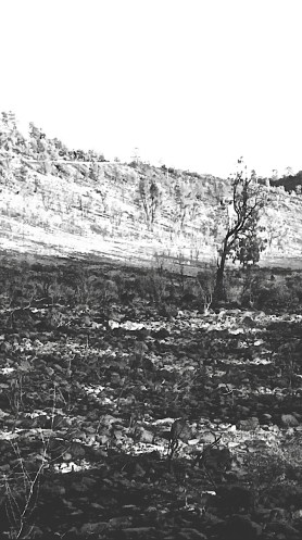 lone burnt tree postgutenberg@gmail.com