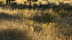 shadows on the grass postgutenberg@gmail.com