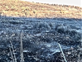 +++ the burnt and the saved postgutenberg@gmail.com copy