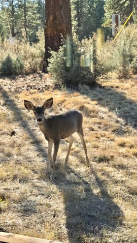 >>> Fawn, summer 2018 - postgutenberg@gmail.com