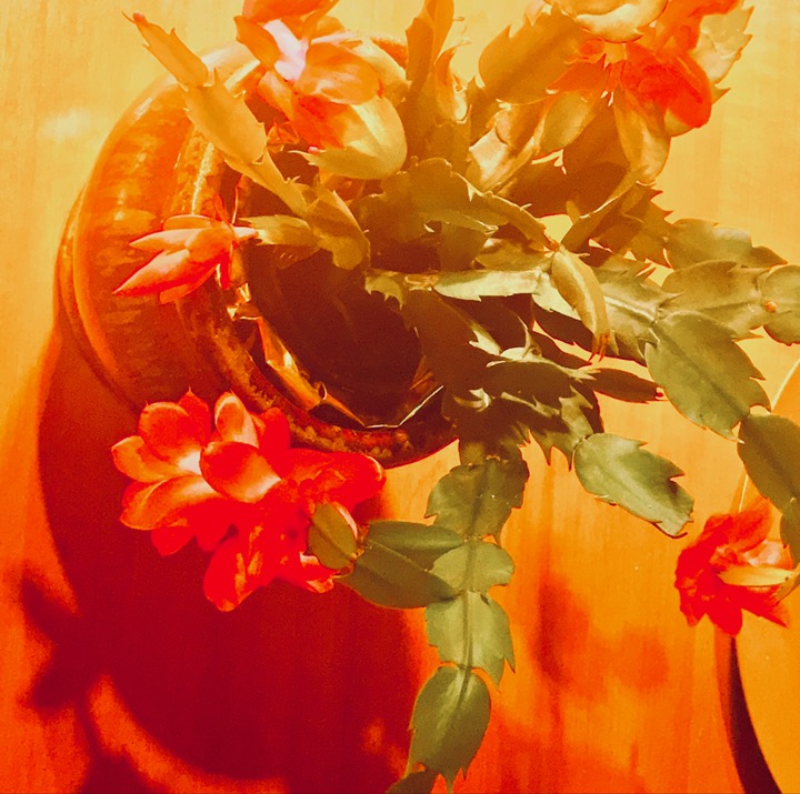 new year's day cactus 2019 postgutenberg@gmail.com