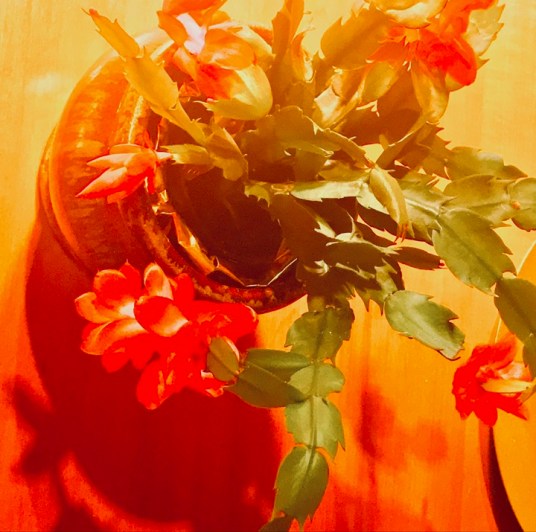 new year's day cactus 2019 postgutenberg@gmail.com