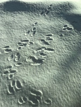 Jackrabbit tracks 1 postgutenberg@gmail.com