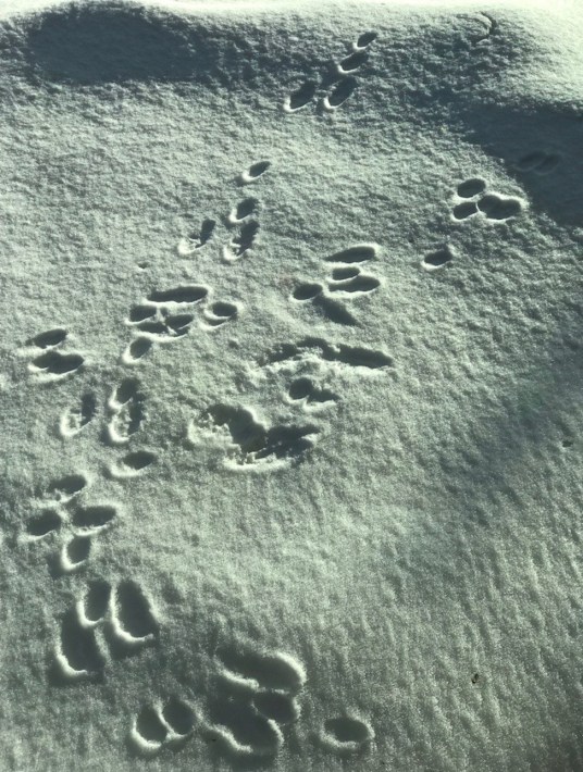 Jackrabbit tracks 1 postgutenberg@gmail.com