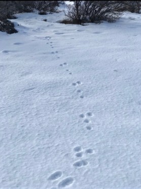 Jackrabbit tracks 2 postgutenberg@gmail.com