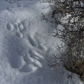 Jackrabbit tracks 3 postgutenberg@gmail.com