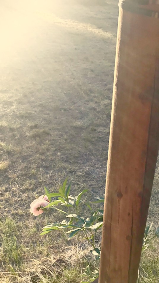 'Let a hundred flowers bloom' sm strike 4-5 july 2019 (2) postgutenberg@gmail.com