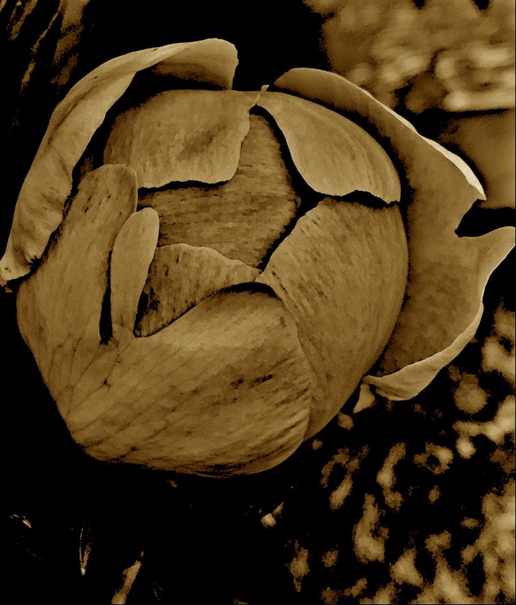 Let a hundred flowers blossom - dried up peony bud - postgutenberg@gmail[dot]com
