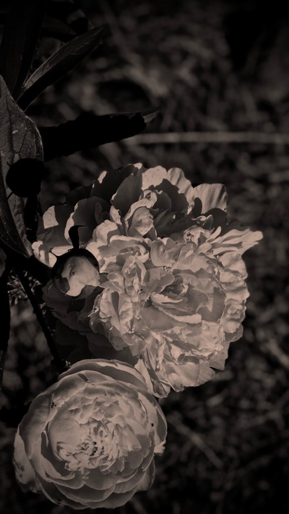 peony, darkening of the light -- postgutenberg@gmail.com