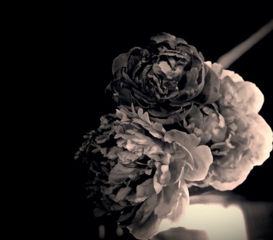 peony , darkening of the light, square -- postgutenberg@gmail.com